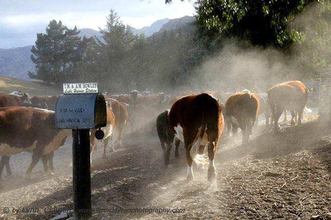 Cattle Muster -Hawea